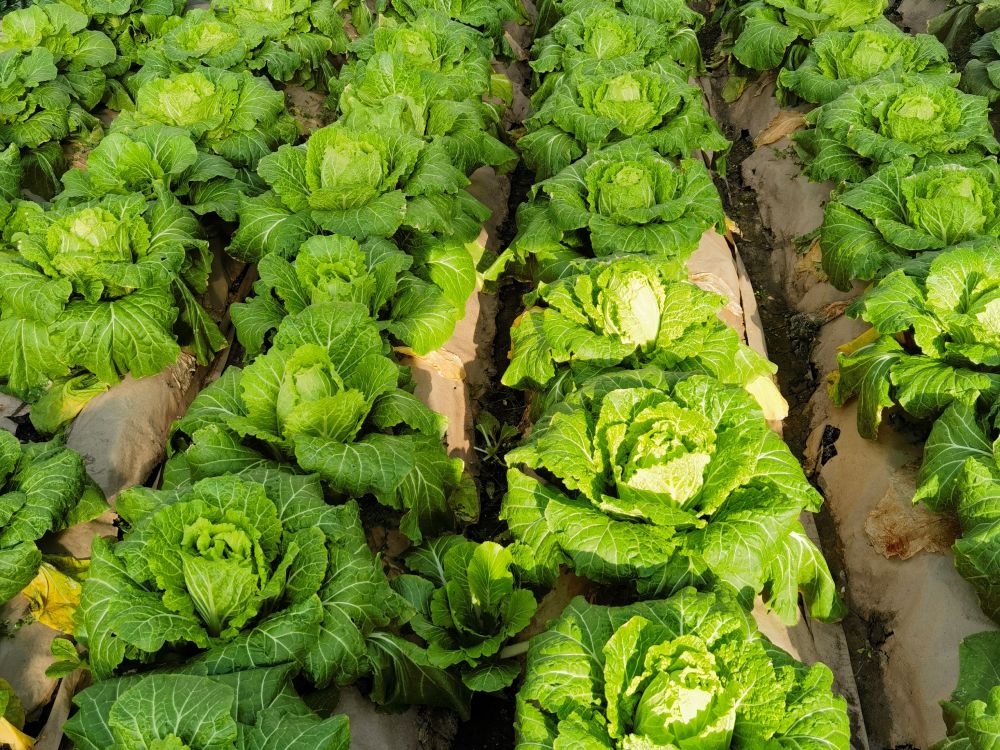 黑龙江宝清富硒大米价格（东北富硒大米价格）-硒宝网