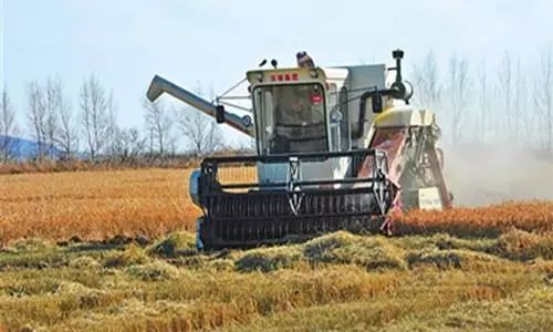 东北海伦富硒大米好不好（黑龙江海伦大米价格表）-硒宝网