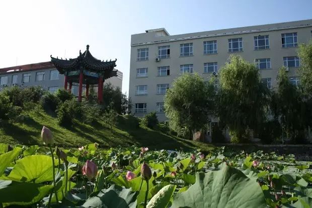 东北海伦富硒大米好不好（黑龙江海伦大米价格表）-硒宝网