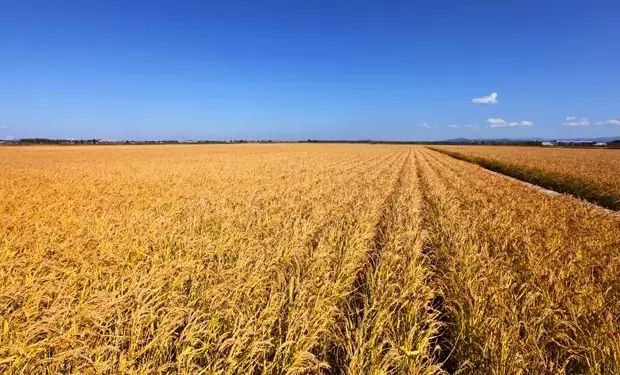 东北海伦富硒大米好不好（黑龙江海伦大米价格表）-硒宝网