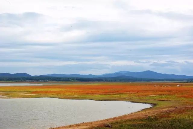 东北海伦富硒大米好不好（黑龙江海伦大米价格表）-硒宝网