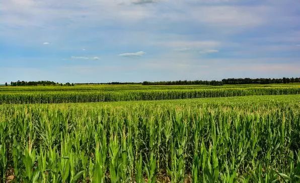 东北海伦富硒大米好不好（黑龙江海伦大米价格表）-硒宝网