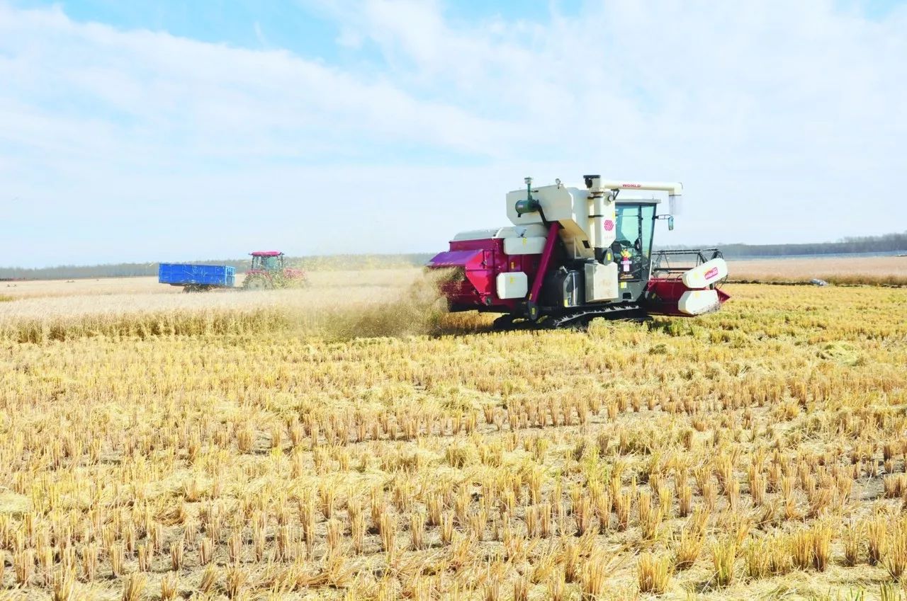 东北海伦富硒大米好不好（黑龙江海伦大米价格表）-硒宝网