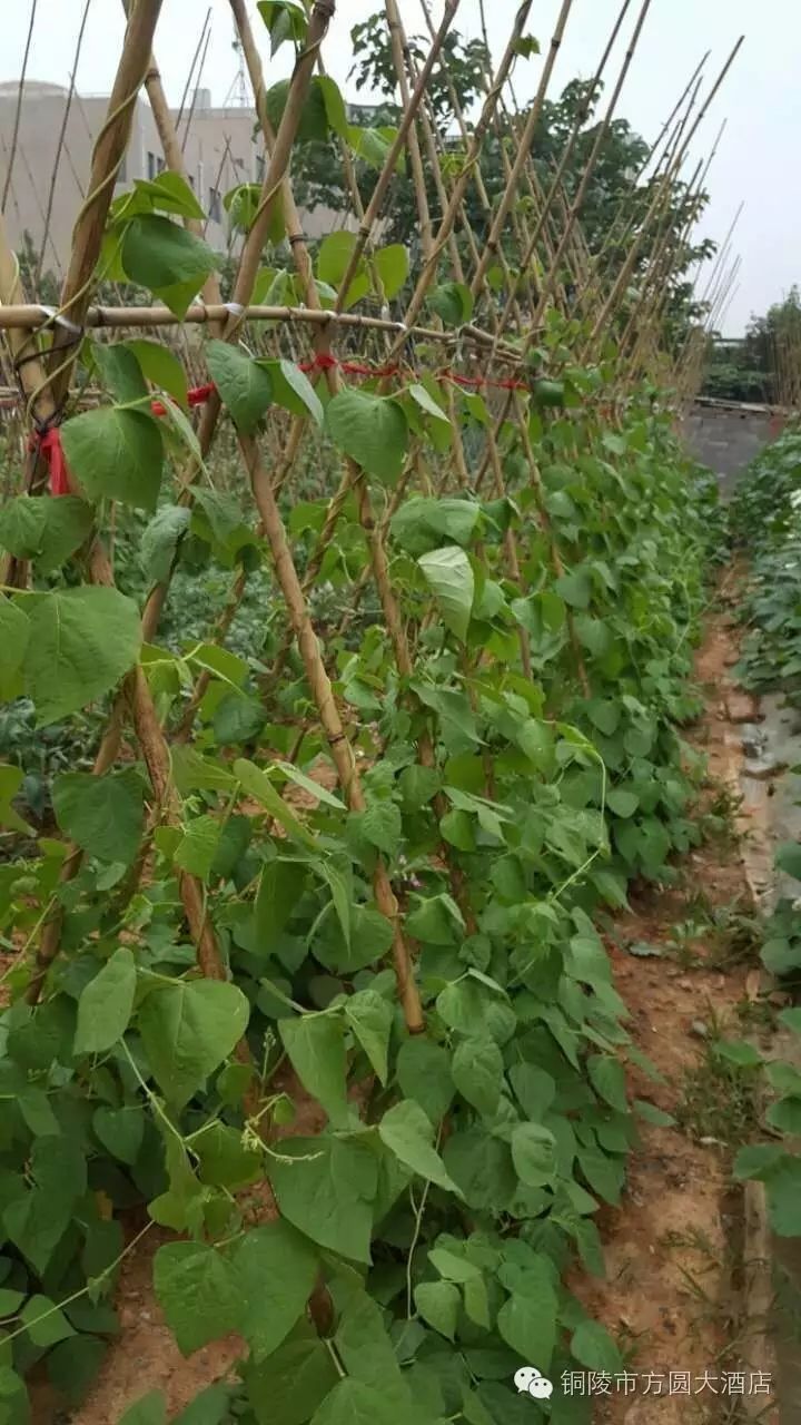 北大富硒康大米的好不好(北大富硒康产地是哪里)-硒宝网