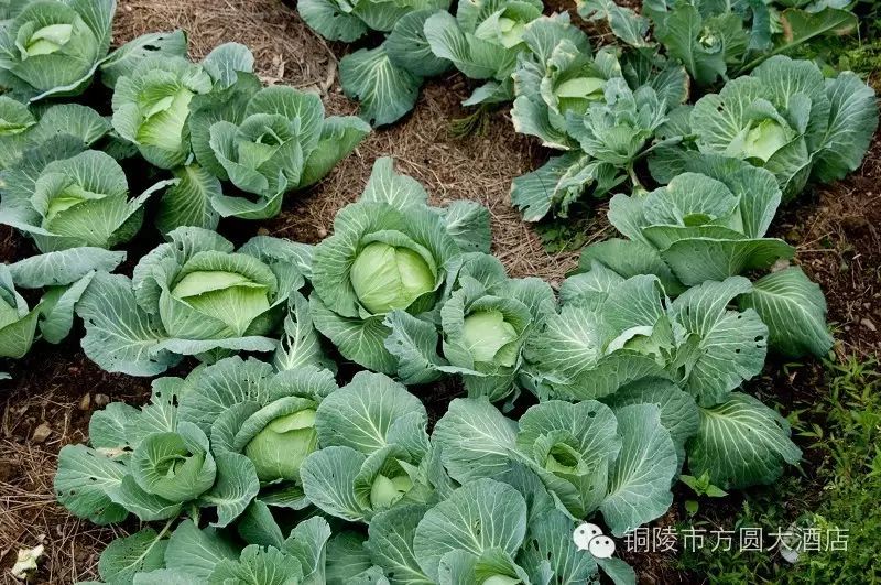 北大富硒康大米的好不好(北大富硒康产地是哪里)-硒宝网