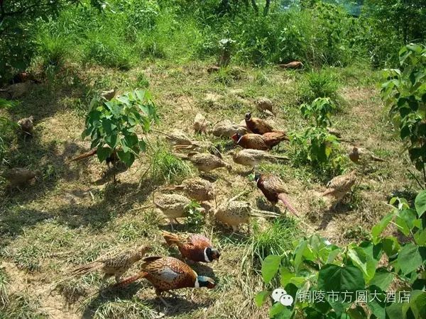 北大富硒康大米的好不好(北大富硒康产地是哪里)-硒宝网