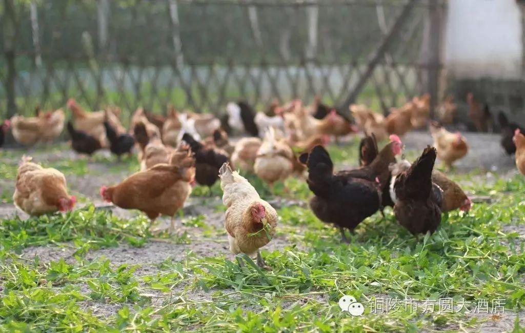 北大富硒康大米的好不好(北大富硒康产地是哪里)-硒宝网