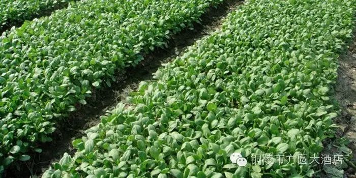 北大富硒康大米的好不好(北大富硒康产地是哪里)-硒宝网