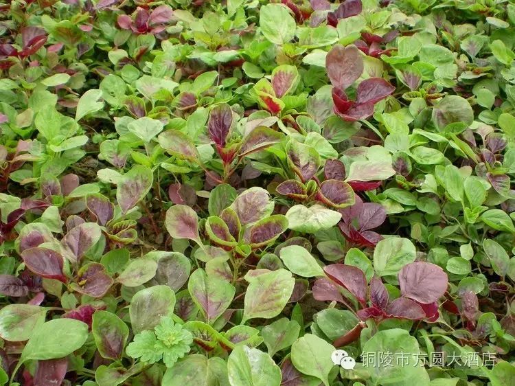 北大富硒康大米的好不好(北大富硒康产地是哪里)-硒宝网