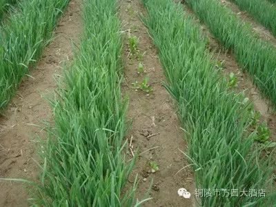 北大富硒康大米的好不好(北大富硒康产地是哪里)-硒宝网