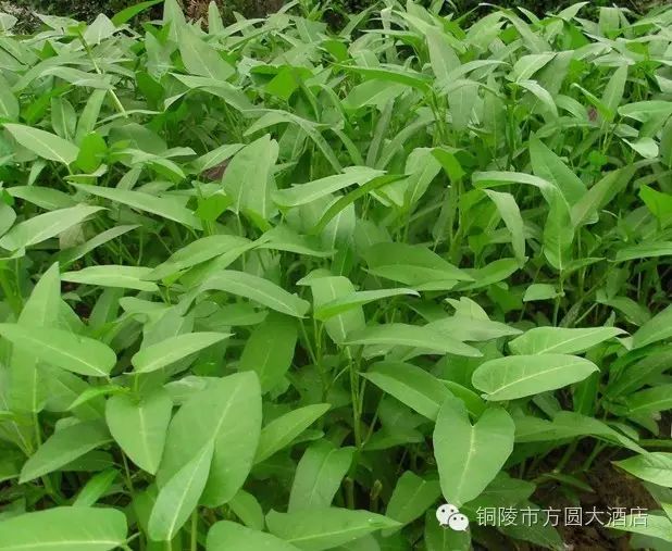 北大富硒康大米的好不好(北大富硒康产地是哪里)-硒宝网