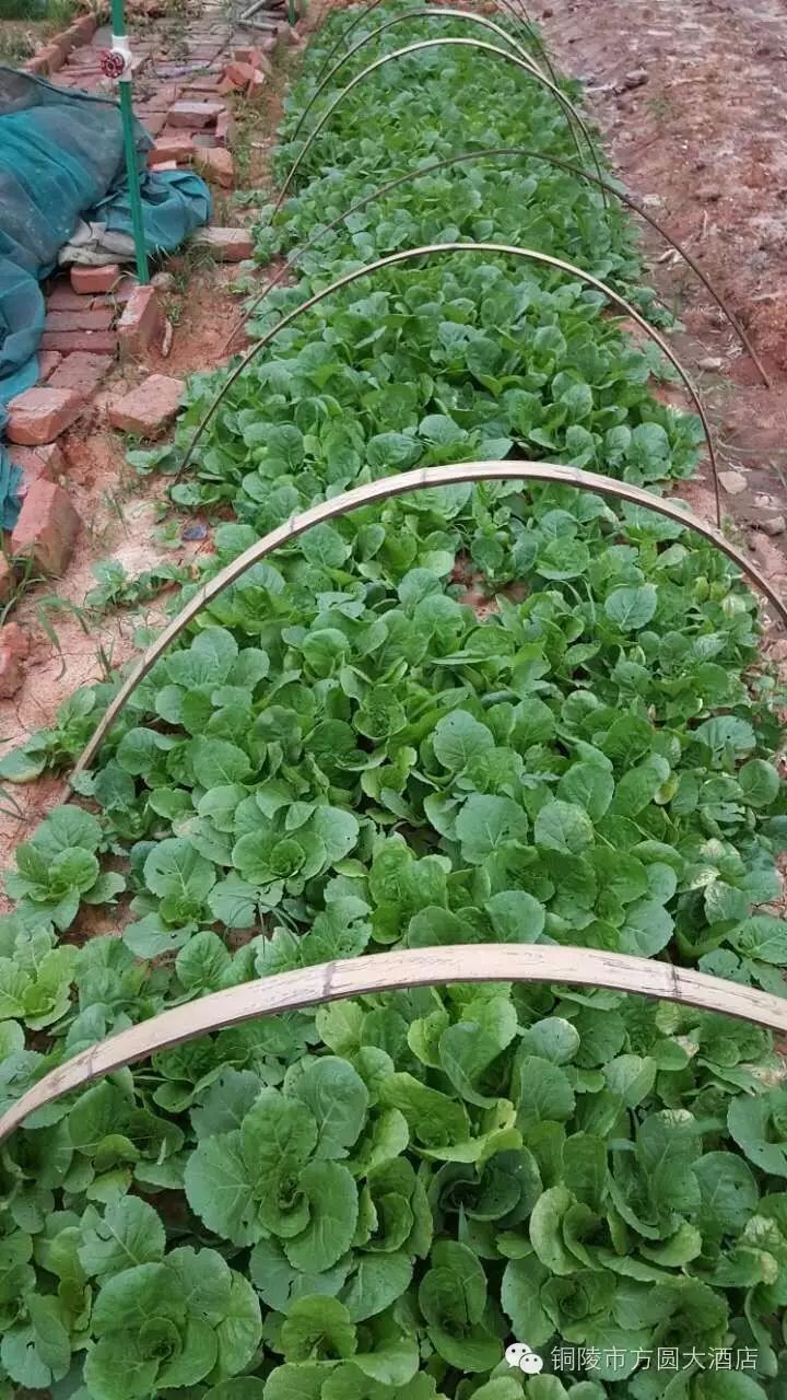 北大富硒康大米的好不好(北大富硒康产地是哪里)-硒宝网