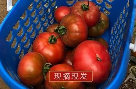 五常富硒大米 500g(富硒米好吃还是五常米好吃)-硒宝网
