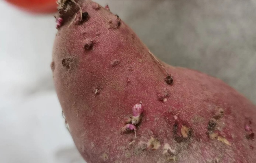 五常富硒大米 500g(富硒米好吃还是五常米好吃)-硒宝网