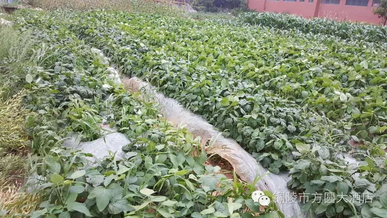 北大富硒康大米的好不好（北大富硒康多少钱一箱）-硒宝网