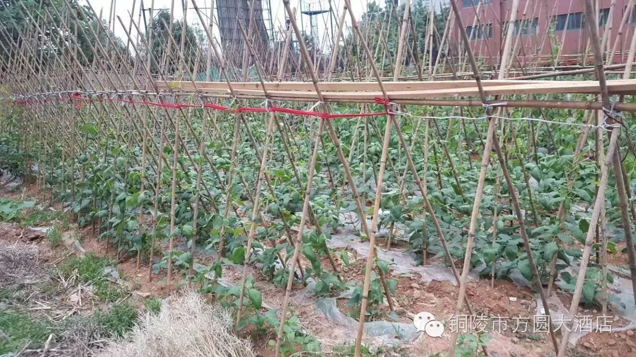 北大富硒康大米的好不好（北大富硒康多少钱一箱）-硒宝网