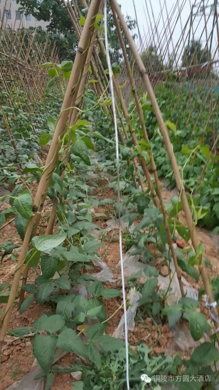 北大富硒康大米的好不好（北大富硒康多少钱一箱）-硒宝网