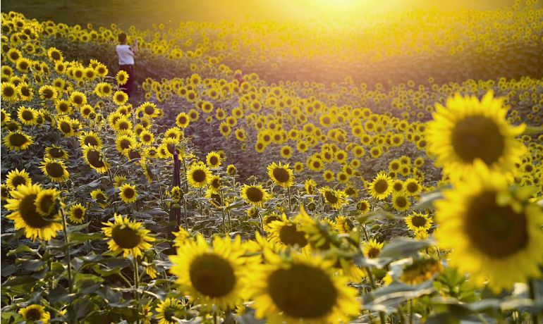 安远县富硒大米价格多少(万安富硒大米)-硒宝网