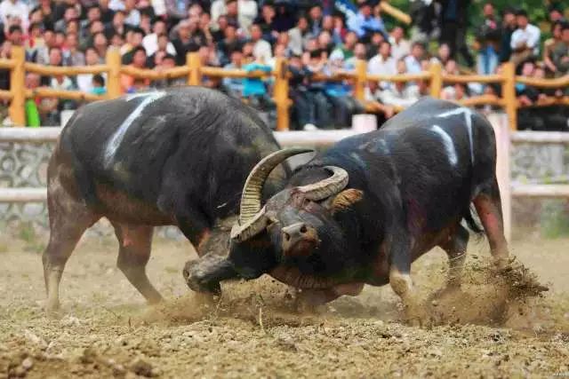 安远县富硒大米价格多少(万安富硒大米)-硒宝网