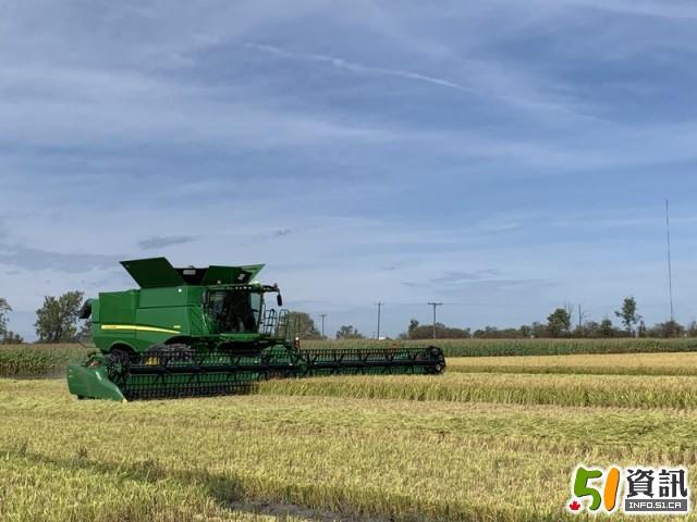 黑龙江方正富硒营养大米(黑龙江方正富硒大米价格)-硒宝网