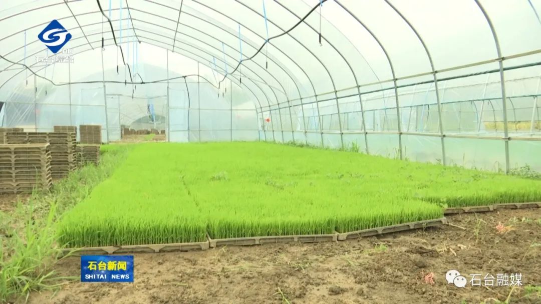 哪几个县生产富硒大米呢(富硒大米哪里生产最好)-硒宝网