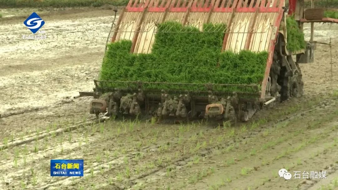 哪几个县生产富硒大米呢(富硒大米哪里生产最好)-硒宝网