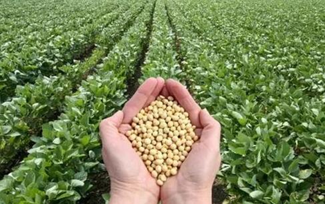 黑龙江海伦富硒大米排行(海伦富硒玉米)-硒宝网