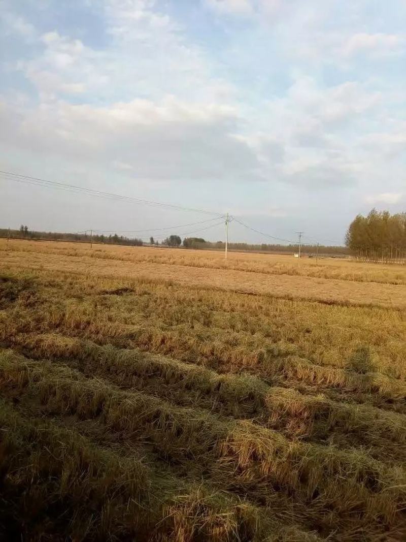 黑龙江海伦富硒大米排行（黑龙江富硒大米多少钱一斤）-硒宝网