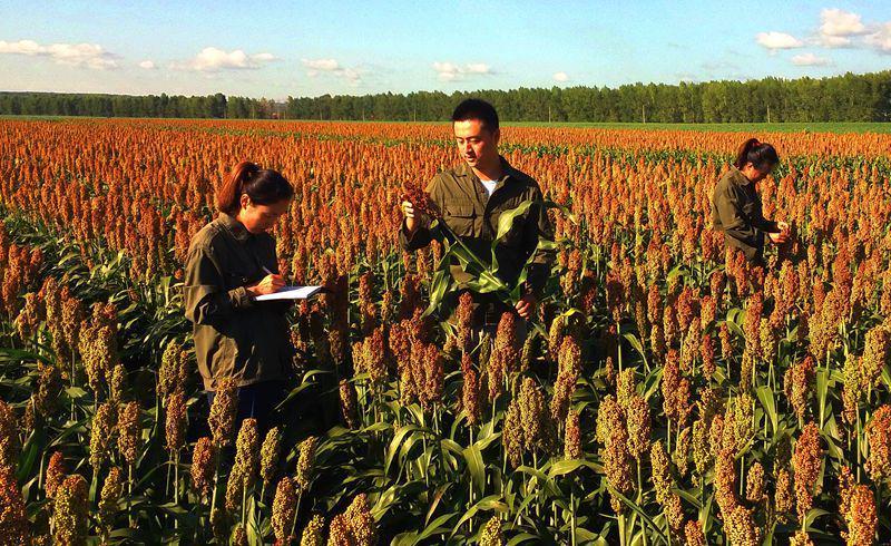 龙江县稻花香大米富硒米(黑龙江大米稻花香价格)-硒宝网