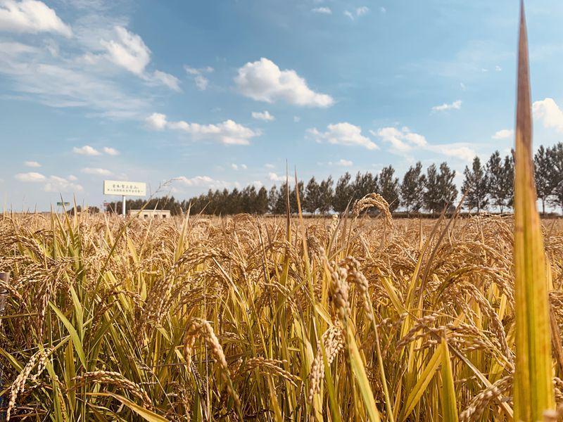 龙江县稻花香大米富硒米(黑龙江大米稻花香价格)-硒宝网