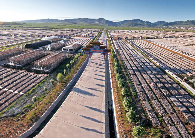 龙江县稻花香大米富硒米(黑龙江大米稻花香价格)-硒宝网