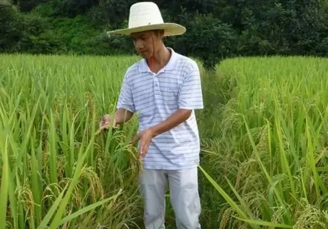 富硒大米一斤装有多少粒(富硒的大米)-硒宝网