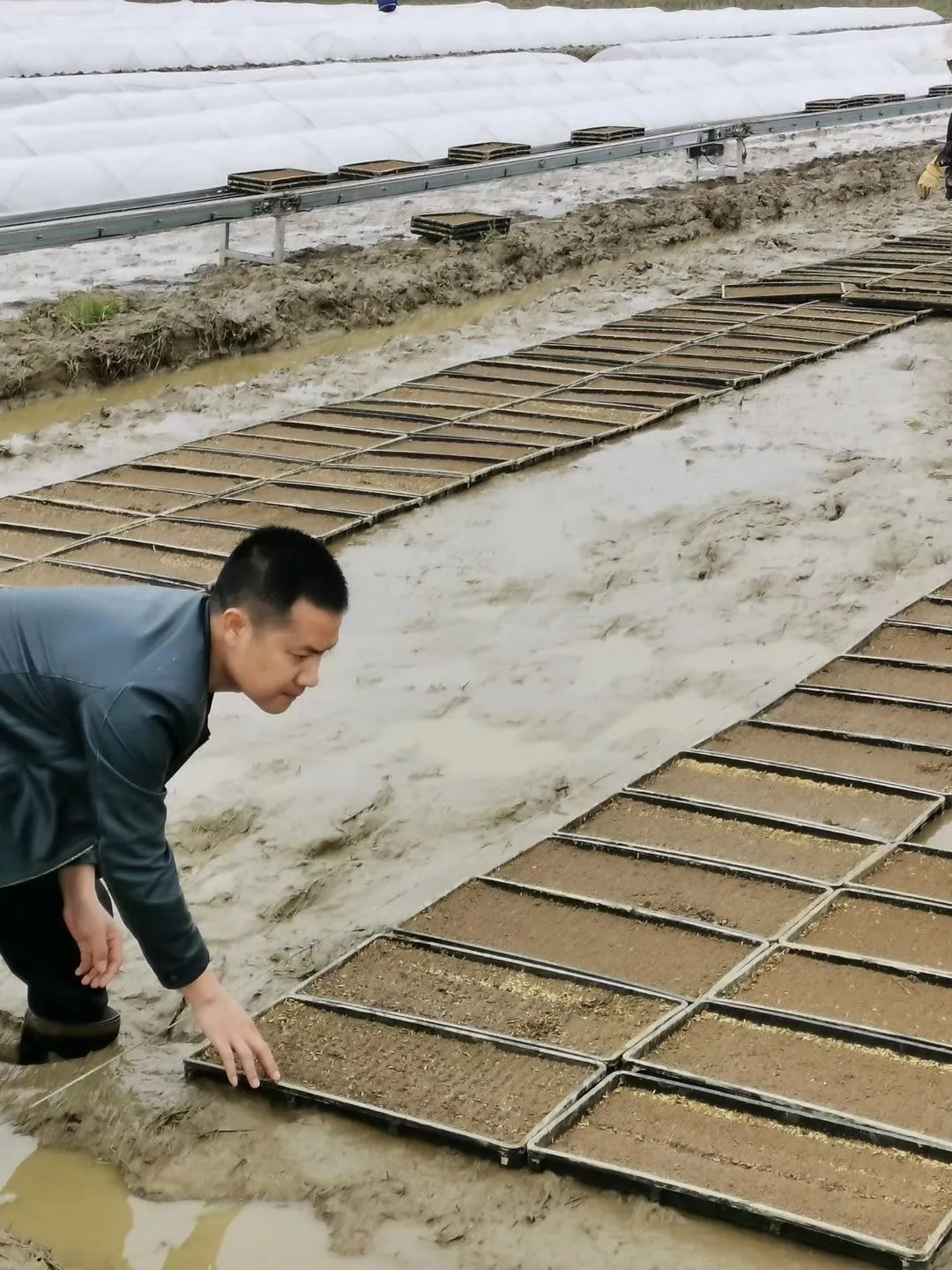 富硒大米一斤装有多少粒(富硒的大米)-硒宝网