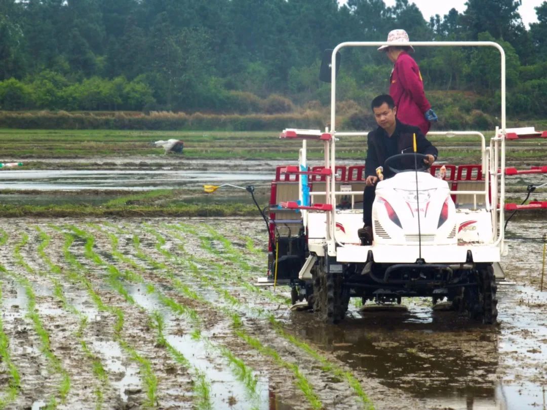 富硒大米一斤装有多少粒(富硒的大米)-硒宝网