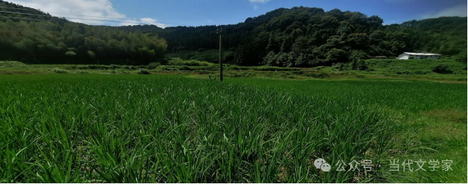 富硒大米一斤装有多少粒（富硒大米闻起来是什么味道）-硒宝网