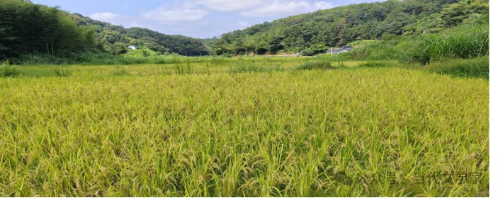 富硒大米一斤装有多少粒（富硒大米闻起来是什么味道）-硒宝网