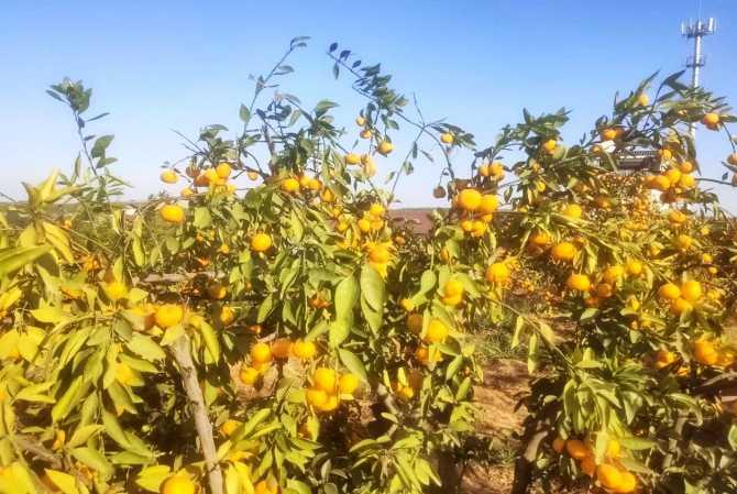 井冈山富硒大米怎么样?。ň陨酱竺卓诟腥绾危?硒宝网