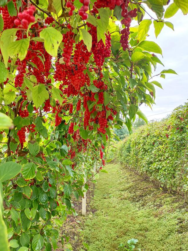 吉林省柳河县大米富硒米（吉林富硒大米销售）-硒宝网