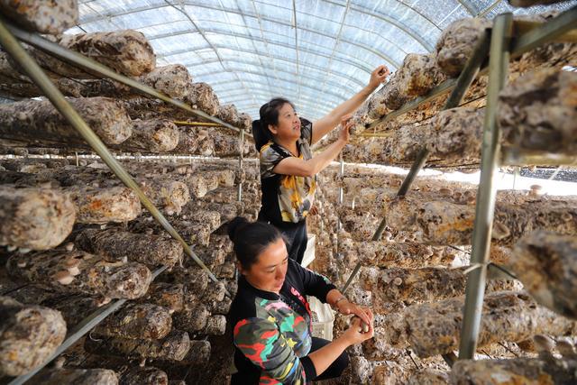 吉林省柳河县大米富硒米（吉林富硒大米销售）-硒宝网