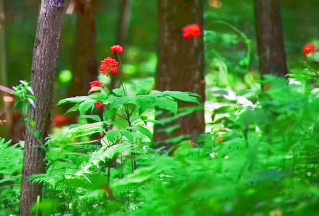 吉林省柳河县大米富硒米（吉林富硒大米销售）-硒宝网