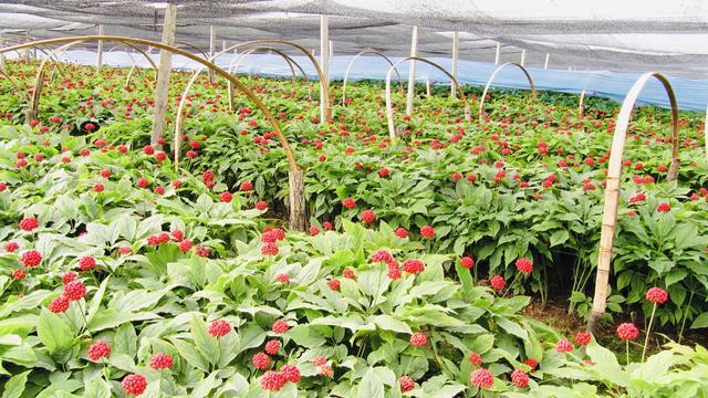 吉林省柳河县大米富硒米（吉林富硒大米销售）-硒宝网