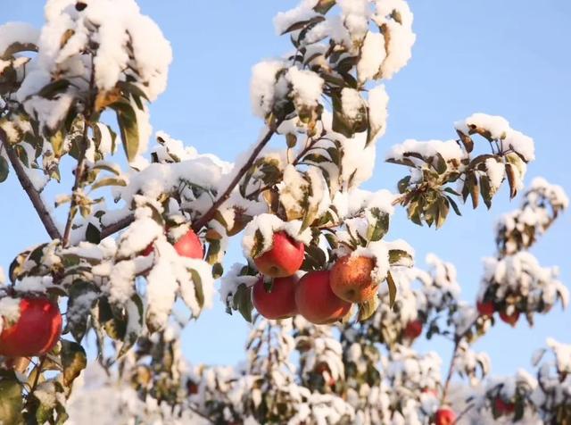 吉林省柳河县大米富硒米（吉林富硒大米销售）-硒宝网