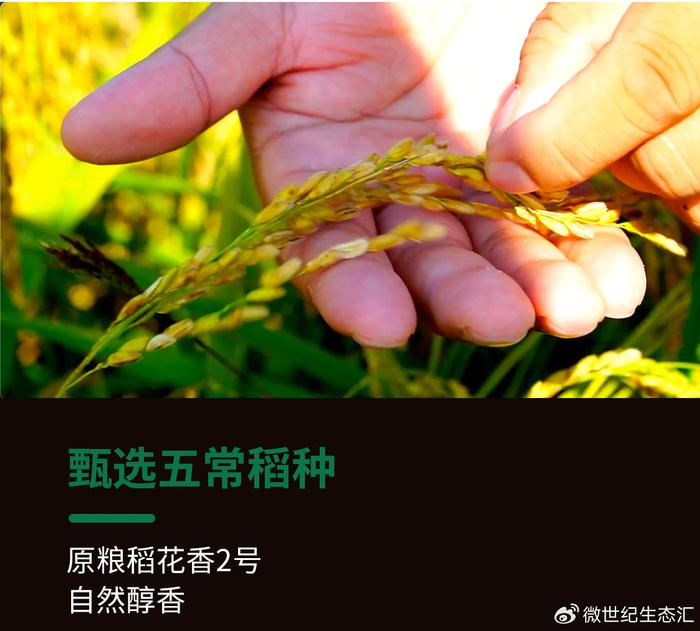 五常大米与富硒米的区别(富硒米好吃还是五常米好吃)-硒宝网