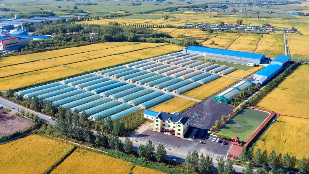 五常大米富硒稻花香2号(富硒大米和五常大米哪个好)-硒宝网