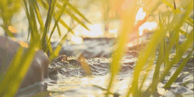 五常大米富硒稻花香2号(富硒大米和五常大米哪个好)-硒宝网