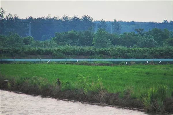 江苏富硒大米多少钱一斤（江苏富硒米多少钱一斤）-硒宝网