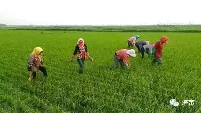 江苏富硒大米多少钱一斤(富硒大米多少钱一袋)-硒宝网