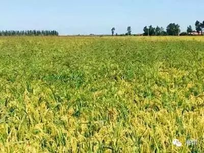 江苏富硒大米多少钱一斤(富硒大米多少钱一袋)-硒宝网