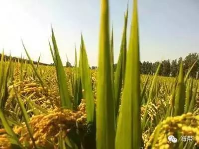 江苏富硒大米多少钱一斤(富硒大米多少钱一袋)-硒宝网