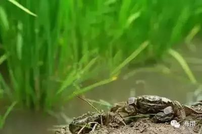 江苏富硒大米多少钱一斤(富硒大米多少钱一袋)-硒宝网